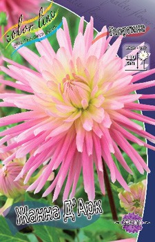 Dahlia Jeanne D'arc 53,2.jpg