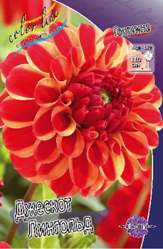 Dahlia Jescot Lingold 63,2.jpg