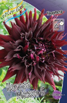 Dahlia Kenora Macop B 80.jpg