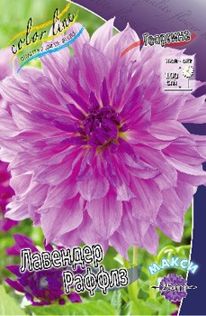 Dahlia Lavender Ruffles 66,6.jpg