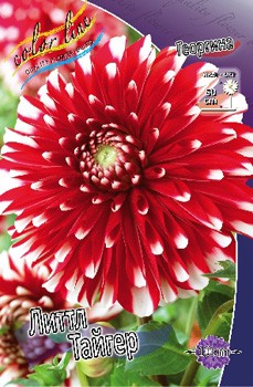 Dahlia Little Tiger 53,2.jpg