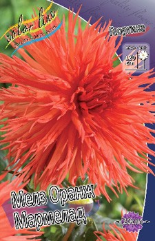 Dahlia Mel's Orange Marmelade 63,2.jpg