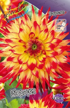 Dahlia Merluza 63,2.jpg