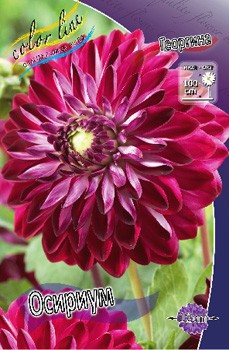 Dahlia Osirium 57,9.jpg