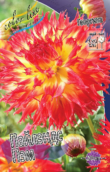 Dahlia Pinelands Pam 63,2.jpg