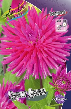 Dahlia Purple Gem 54,5.jpg