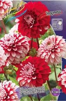 Dahlia Rexona 63,2.jpg