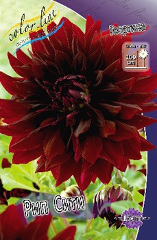 Dahlia Rip City 63,2.jpg