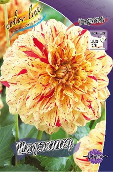 Dahlia Showstopper 61,2.jpg