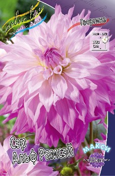 Dahlia Sir Alf Ramsay 59,9.jpg