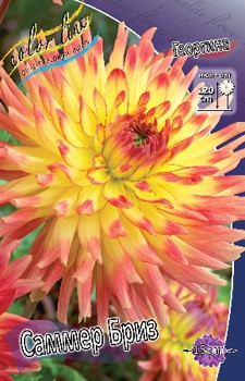 Dahlia Summer Breeze 63,2.jpg