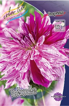 Dahlia Taiheijo 69,9.jpg