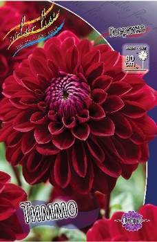 Dahlia Timmo 62,6.jpg