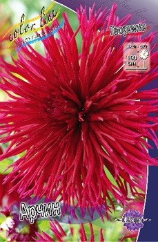 Dahlia Urchin 64,6.jpg