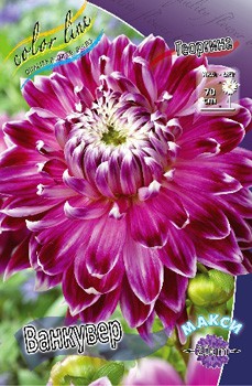 Dahlia Vancouver 59,9.jpg