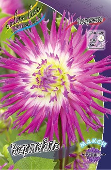 Dahlia Veritable 59,9.jpg