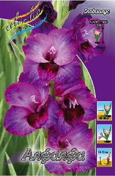 Gladiolus Alfalfa 10.  86.jpg