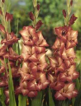 Gladiolus Antica 10.  60,7.jpg
