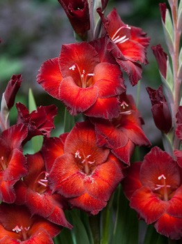 Gladiolus Azurro 10.  62,4.jpg