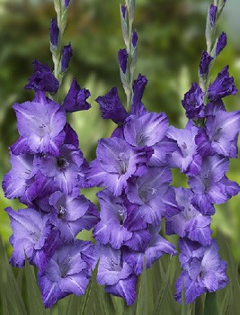 Gladiolus Blue Mountain 10.  71,6.jpg