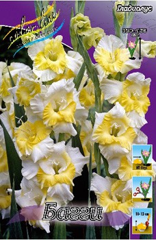 Gladiolus Buggy 79,4. 10..jpg