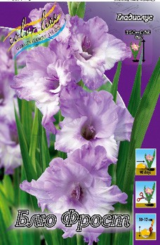 Gladiolus Blue Frost 10.  57,2.jpg