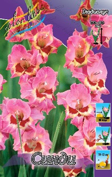 Gladiolus Cindy 10 99.jpg