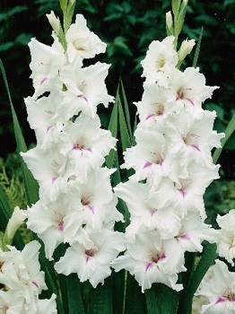 Gladiolus Cloudy 10.  57,2.jpg