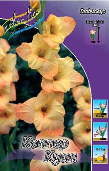 Gladiolus Copper Queen 10.  86.jpg