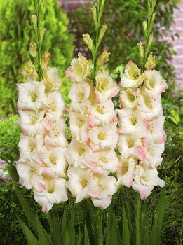 Gladiolus Cream Perfection 10.  71,6.jpg