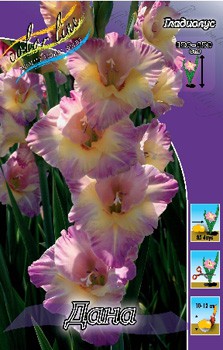 Gladiolus Dana 10.  89,9.jpg