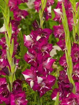 Gladiolus Dared 10.  89,9.jpg