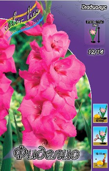 Gladiolus Fidelio 10.  69.jpg