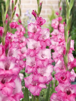 Gladiolus Fado 10.  89,9.jpg