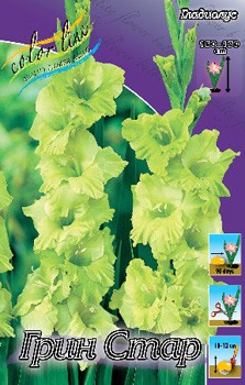 Gladiolus Green Star 10. 72,9..jpg