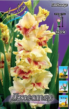 Gladiolus Jester 10.  69.jpg