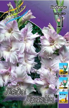 Gladiolus Lady Jane 57,2. 10..jpg