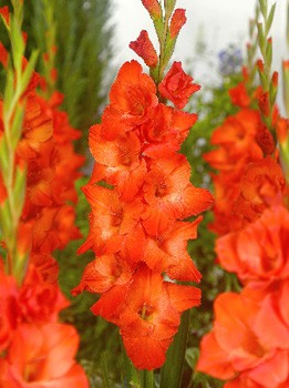 Gladiolus Live Oak 86. 10..jpg