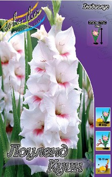 Gladiolus Lowland Queen 57,2. 10..jpg