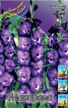 Gladiolus Macarena 57,2 10..jpg