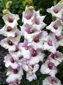 Gladiolus Matanzas 62,4. 10..jpg