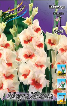 Gladiolus Mary Housley 10.  72,9.jpg