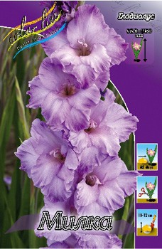 Gladiolus Milka 10.  86.jpg