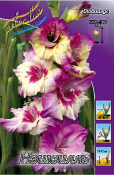 Gladiolus Nashville 10.  89,9.jpg