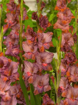 Gladiolus Old Spice 10.  89,9.jpg