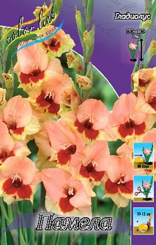 Gladiolus Pamela 10 99..jpg