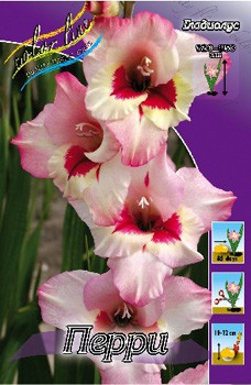 Gladiolus Perry 10.  86.jpg