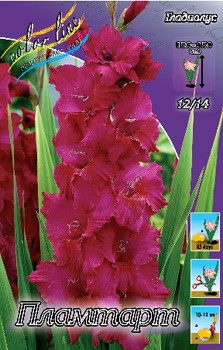 Gladiolus Plumtart 10.  62,4.jpg