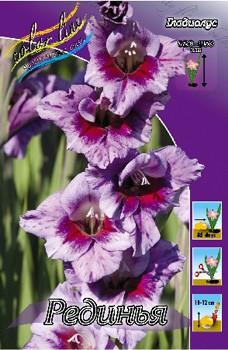 Gladiolus Redinha 10.  86.jpg