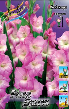 Gladiolus Royal Dutch 62,4.jpg